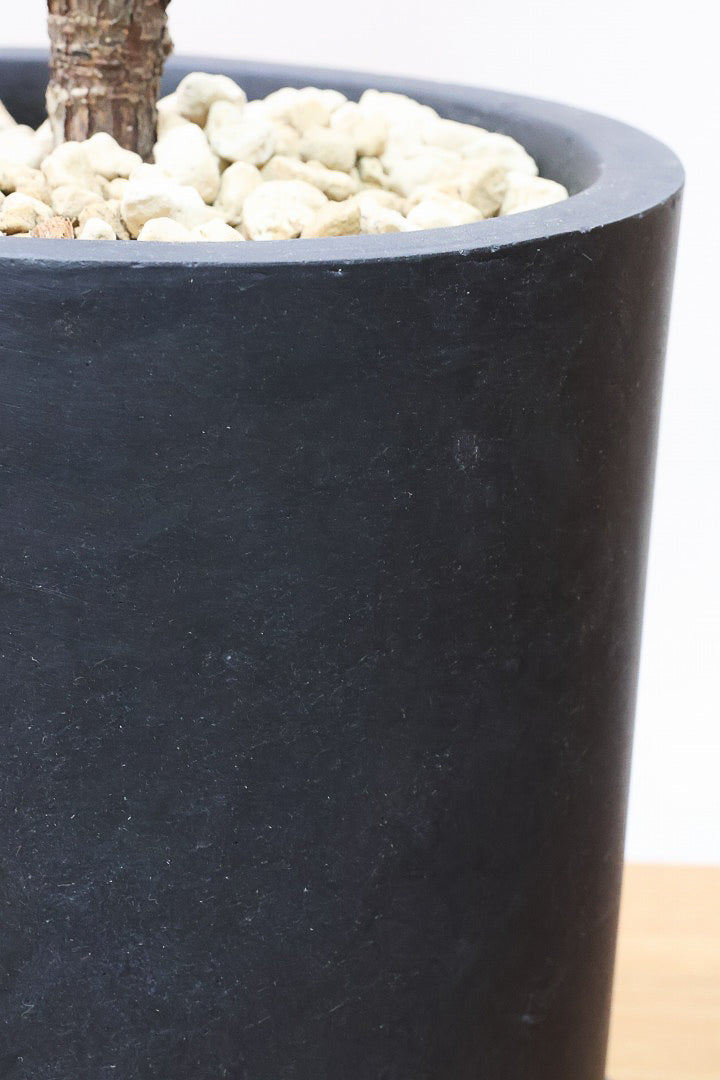 【カシワバゴム】植物もPOTも大人色♪ボリュームもイイ感じでスタイリッシュ!美しい葉が人気の観葉植物です！