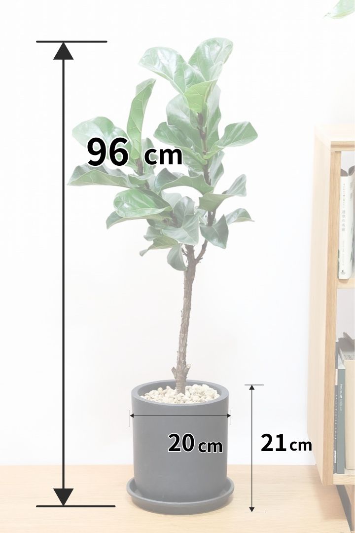 【カシワバゴム】植物もPOTも大人色♪ボリュームもイイ感じでスタイリッシュ!美しい葉が人気の観葉植物です！