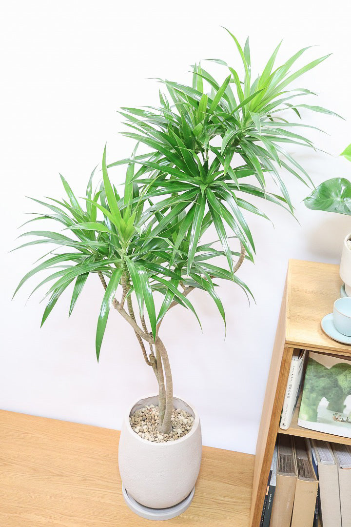 【ドラセナ ナビ】雰囲気のある曲がり樹形！スタイリッシュな観葉植物をお探しの方にはおすすめ！他にはない樹形です！