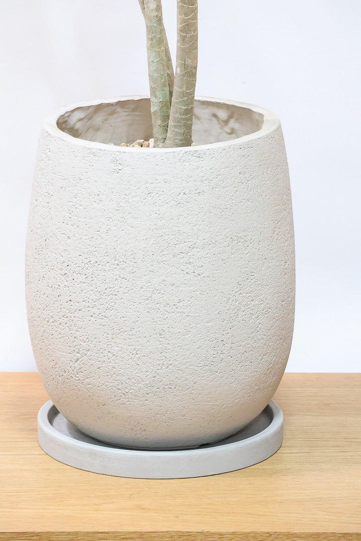 【ドラセナ ナビ】雰囲気のある曲がり樹形！スタイリッシュな観葉植物をお探しの方にはおすすめ！他にはない樹形です！