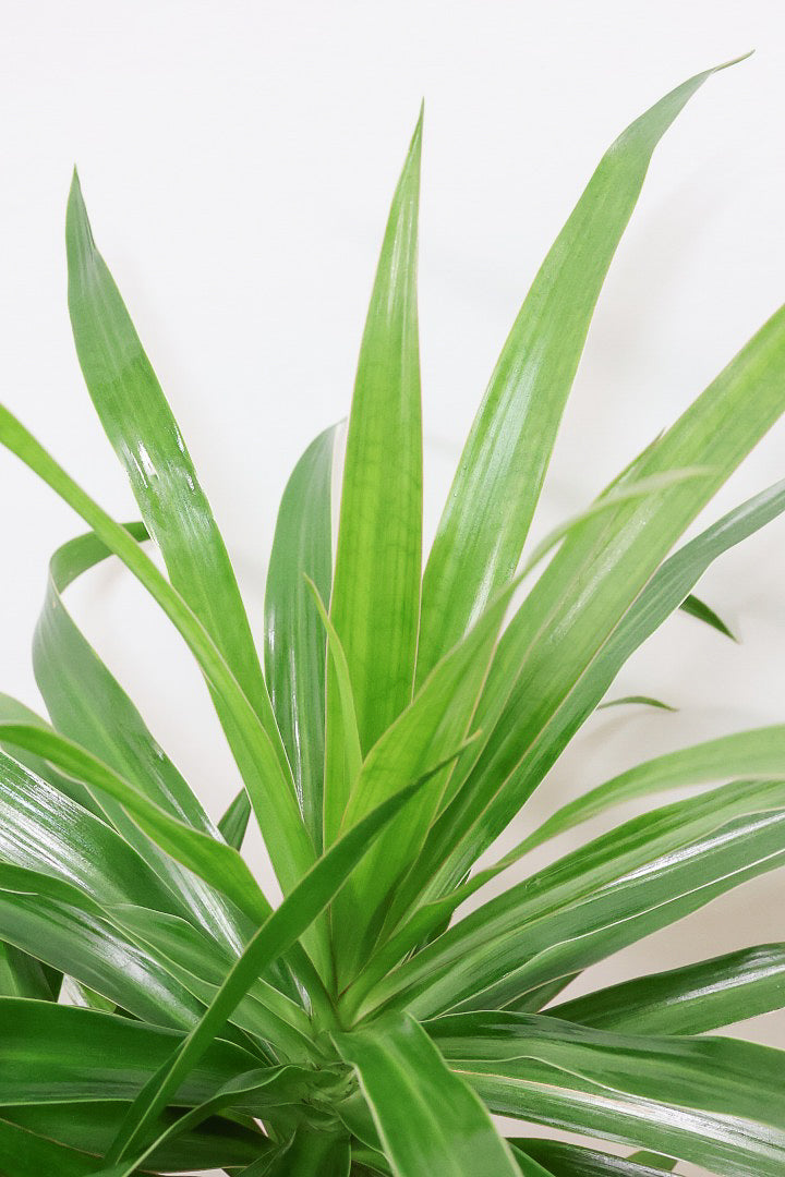 【ドラセナ ナビ】雰囲気のある曲がり樹形！スタイリッシュな観葉植物をお探しの方にはおすすめ！他にはない樹形です！