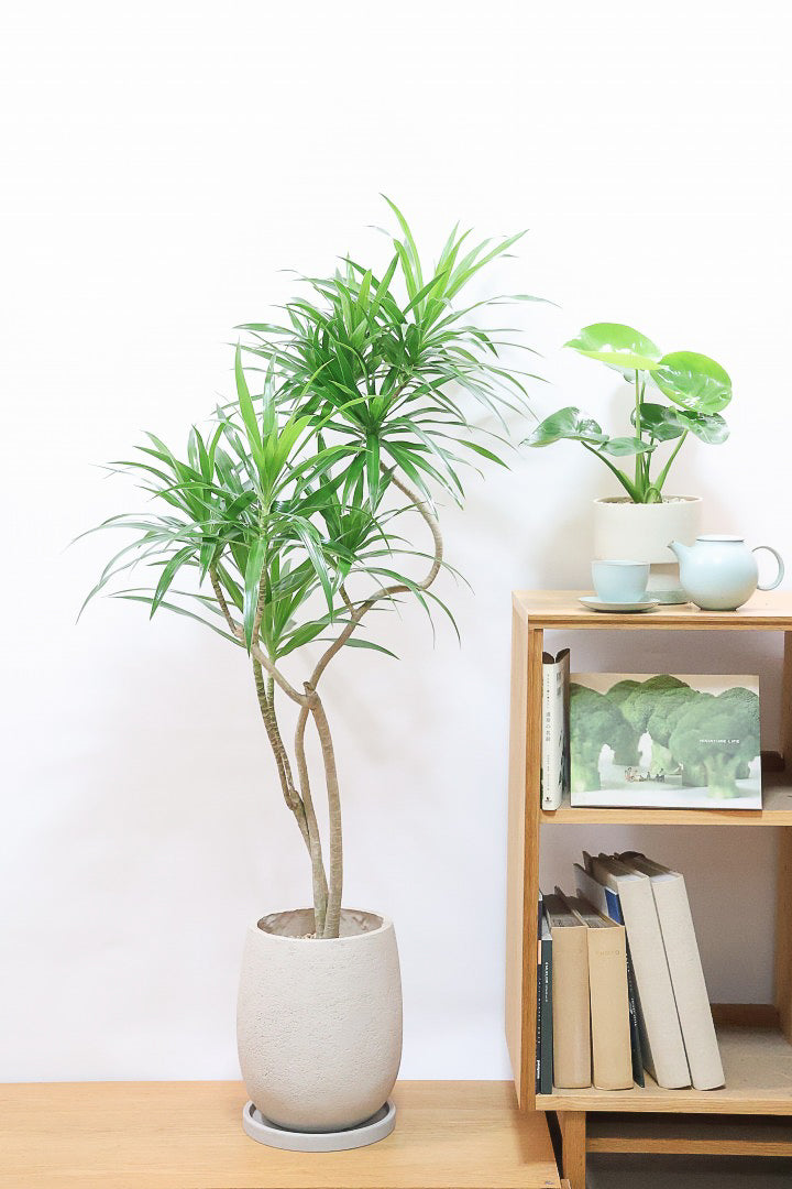 【ドラセナ ナビ】雰囲気のある曲がり樹形！スタイリッシュな観葉植物をお探しの方にはおすすめ！他にはない樹形です！