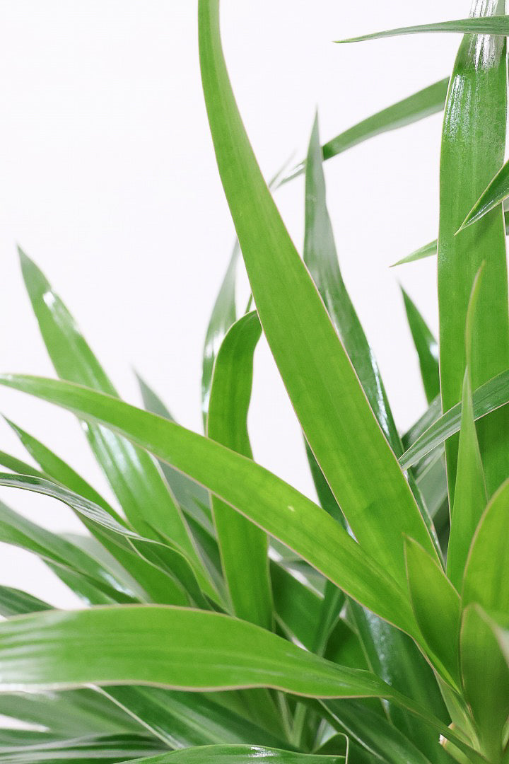 【ドラセナ ナビ】雰囲気のある曲がり樹形！スタイリッシュな観葉植物をお探しの方にはおすすめ！他にはない樹形です！