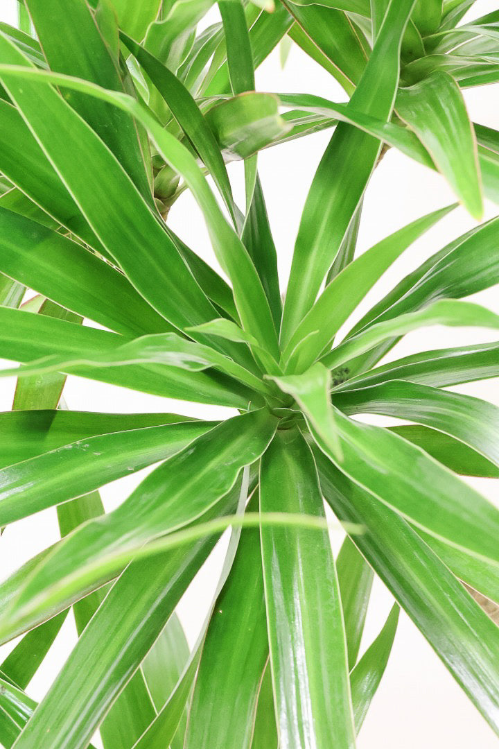 【ドラセナ ナビ】雰囲気のある曲がり樹形！スタイリッシュな観葉植物をお探しの方にはおすすめ！他にはない樹形です！