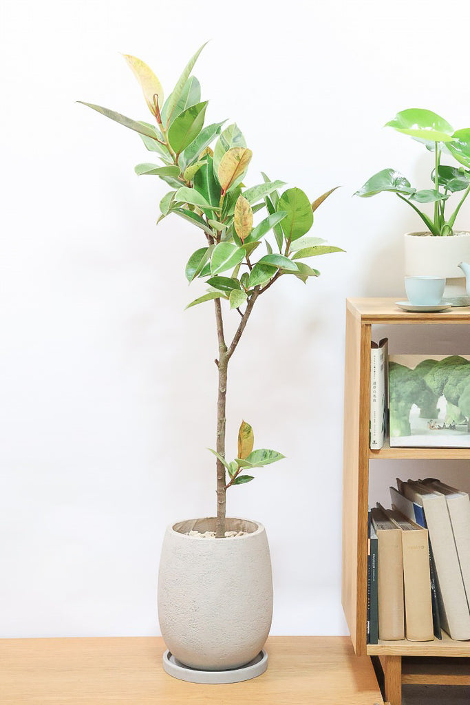 フィカス ジンGIV60916| 観葉植物の通信販売 | APEGO(アペーゴ)