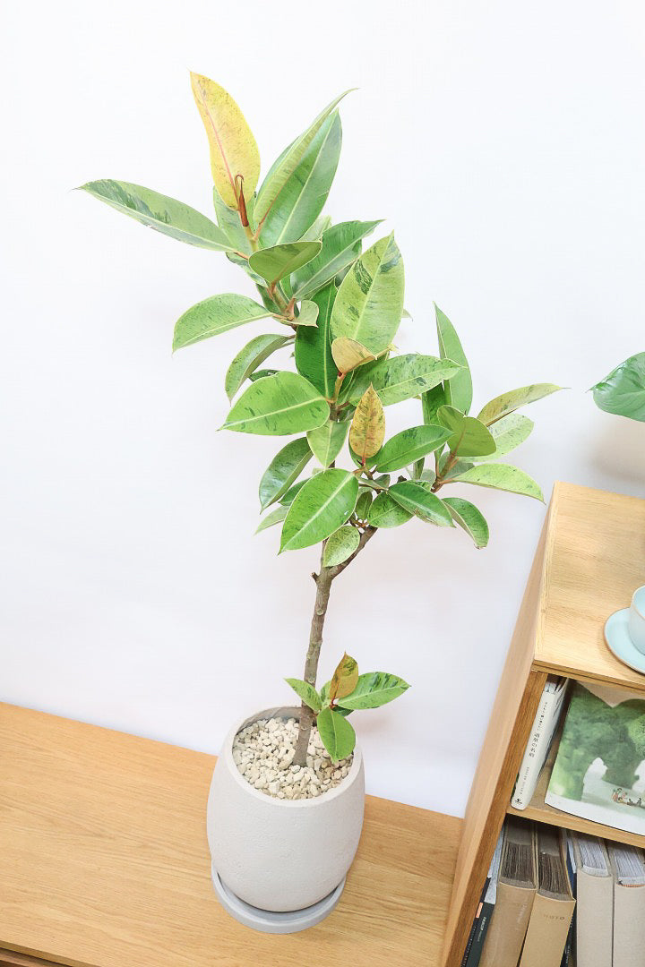 フィカス ジンGIV60916| 観葉植物の通信販売 | APEGO(アペーゴ)