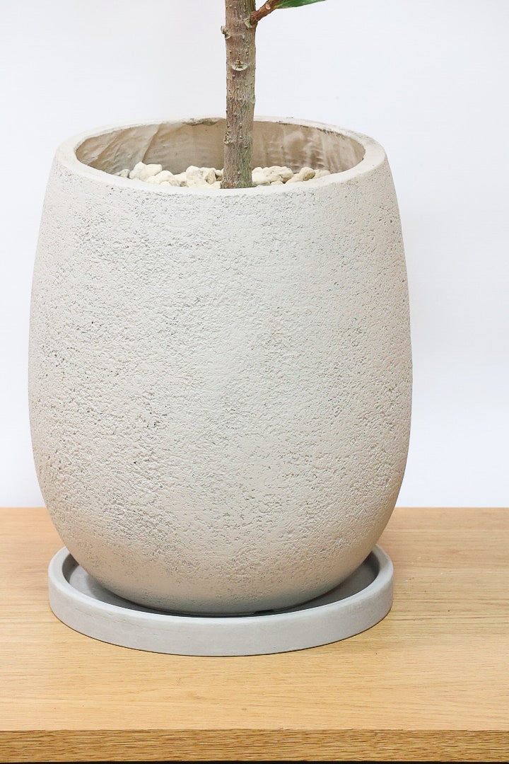 フィカス ジンGIV60916| 観葉植物の通信販売 | APEGO(アペーゴ)