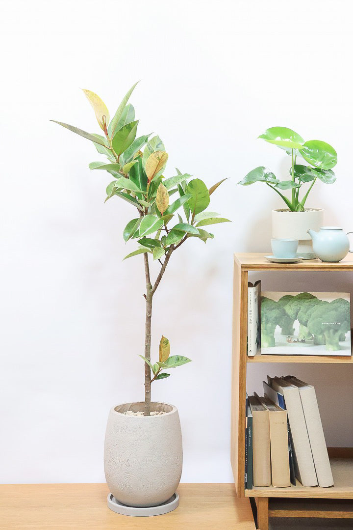 フィカス ジンGIV60916| 観葉植物の通信販売 | APEGO(アペーゴ)