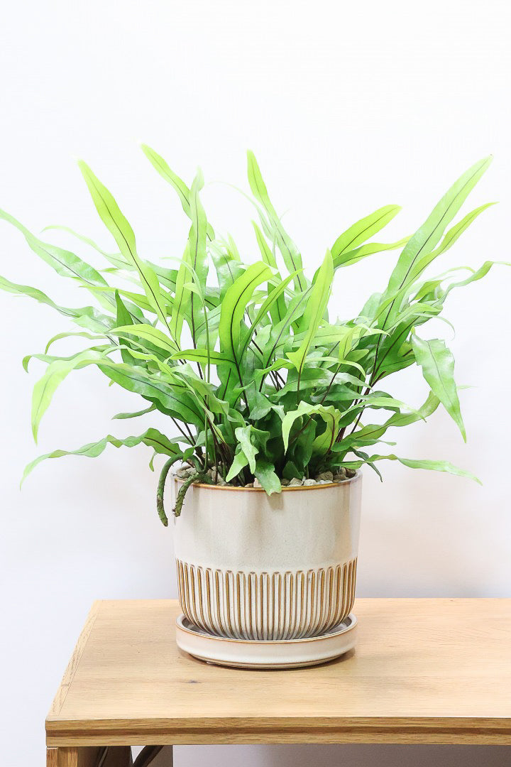 【ミクロソリウム ディベルシフォリウム】かわいいサイズ！日陰でも育てることができるとても丈夫な観葉植物です！