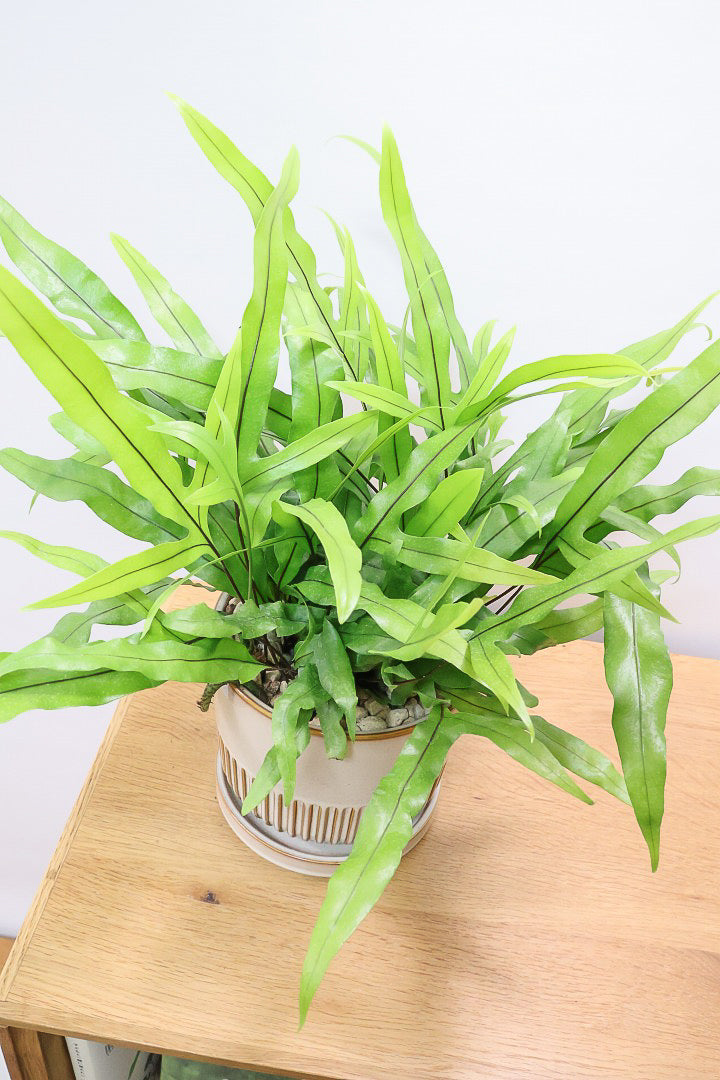 【ミクロソリウム ディベルシフォリウム】かわいいサイズ！日陰でも育てることができるとても丈夫な観葉植物です！