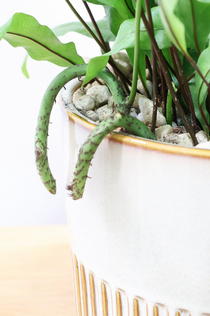 【ミクロソリウム ディベルシフォリウム】かわいいサイズ！日陰でも育てることができるとても丈夫な観葉植物です！