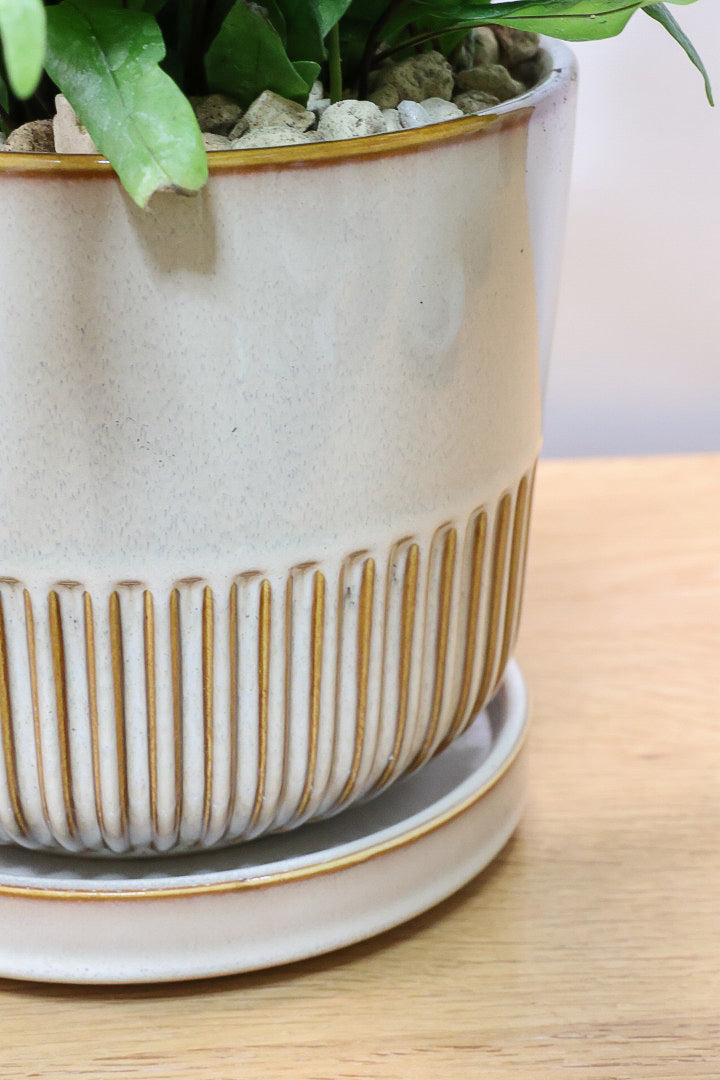 【ミクロソリウム ディベルシフォリウム】かわいいサイズ！日陰でも育てることができるとても丈夫な観葉植物です！