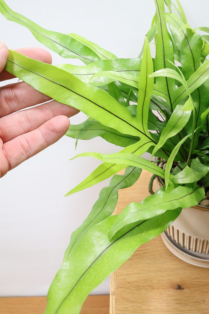 【ミクロソリウム ディベルシフォリウム】かわいいサイズ！日陰でも育てることができるとても丈夫な観葉植物です！