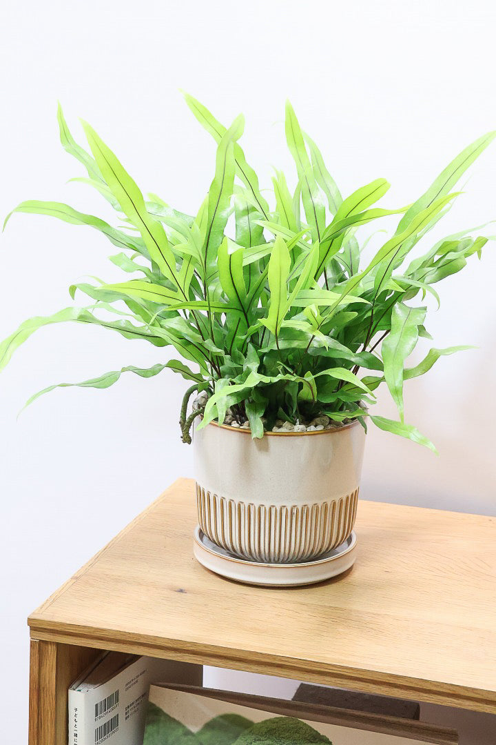 【ミクロソリウム ディベルシフォリウム】かわいいサイズ！日陰でも育てることができるとても丈夫な観葉植物です！