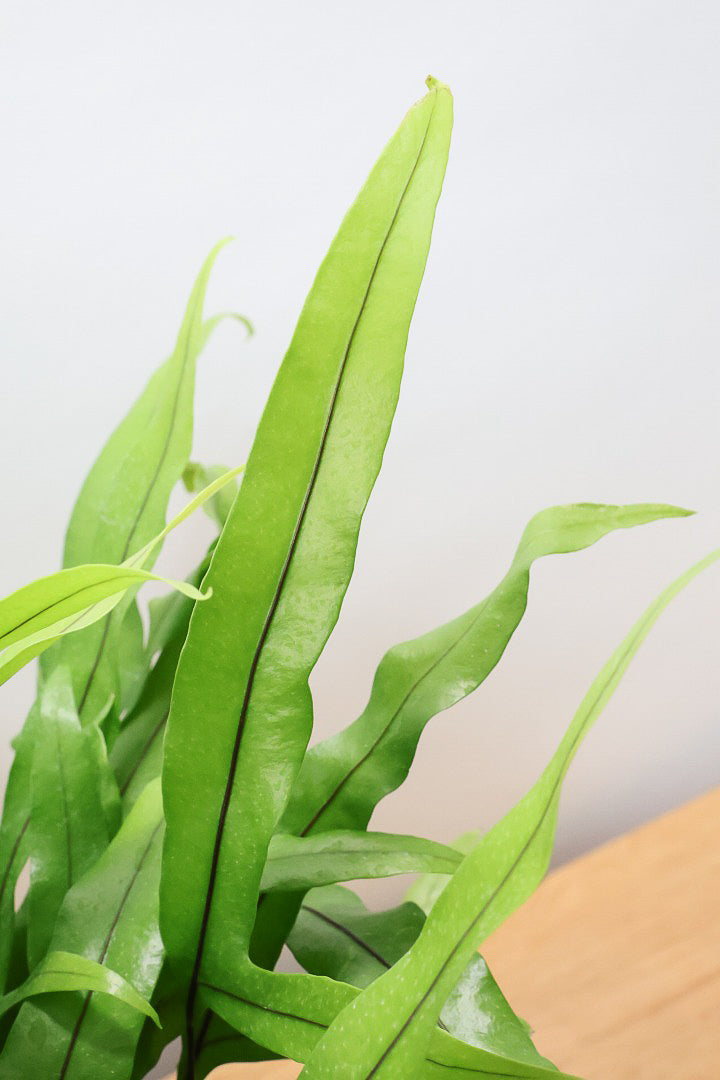 【ミクロソリウム ディベルシフォリウム】かわいいサイズ！日陰でも育てることができるとても丈夫な観葉植物です！