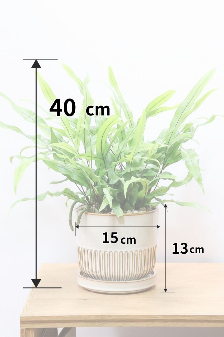 【ミクロソリウム ディベルシフォリウム】かわいいサイズ！日陰でも育てることができるとても丈夫な観葉植物です！