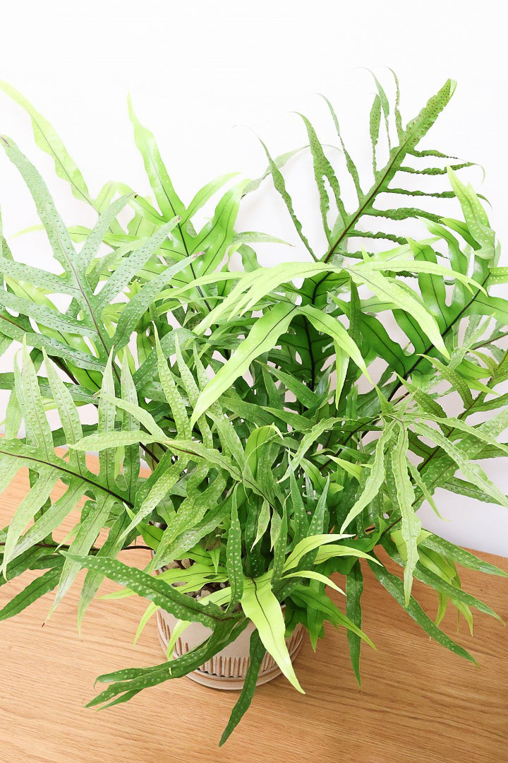 【ミクロソリウム ディベルシフォリウム】日陰でも育てることができるとても丈夫な観葉植物です！