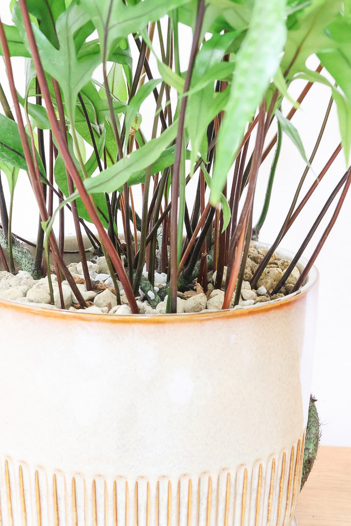 【ミクロソリウム ディベルシフォリウム】日陰でも育てることができるとても丈夫な観葉植物です！