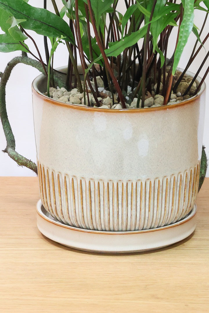 【ミクロソリウム ディベルシフォリウム】日陰でも育てることができるとても丈夫な観葉植物です！