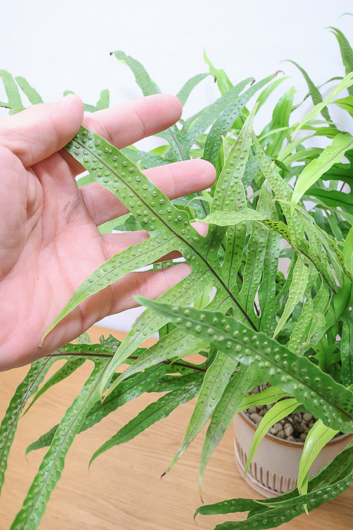 【ミクロソリウム ディベルシフォリウム】日陰でも育てることができるとても丈夫な観葉植物です！