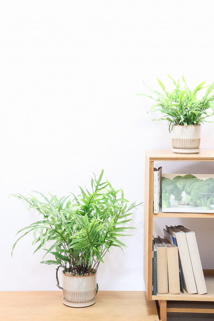 【ミクロソリウム ディベルシフォリウム】日陰でも育てることができるとても丈夫な観葉植物です！