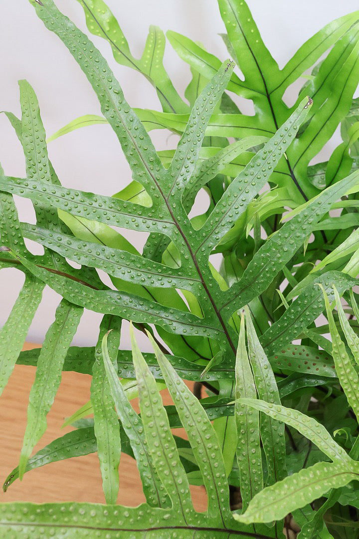 【ミクロソリウム ディベルシフォリウム】日陰でも育てることができるとても丈夫な観葉植物です！