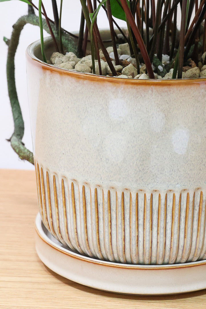 【ミクロソリウム ディベルシフォリウム】日陰でも育てることができるとても丈夫な観葉植物です！