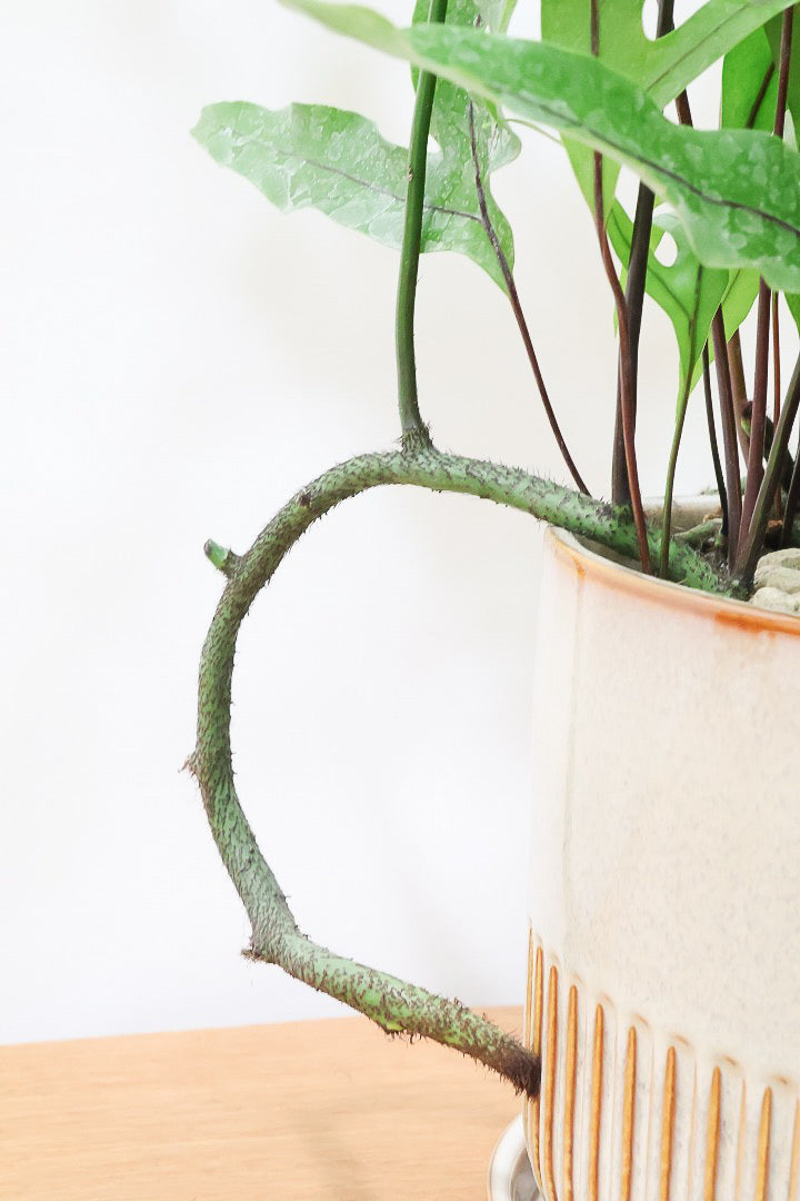 【ミクロソリウム ディベルシフォリウム】日陰でも育てることができるとても丈夫な観葉植物です！