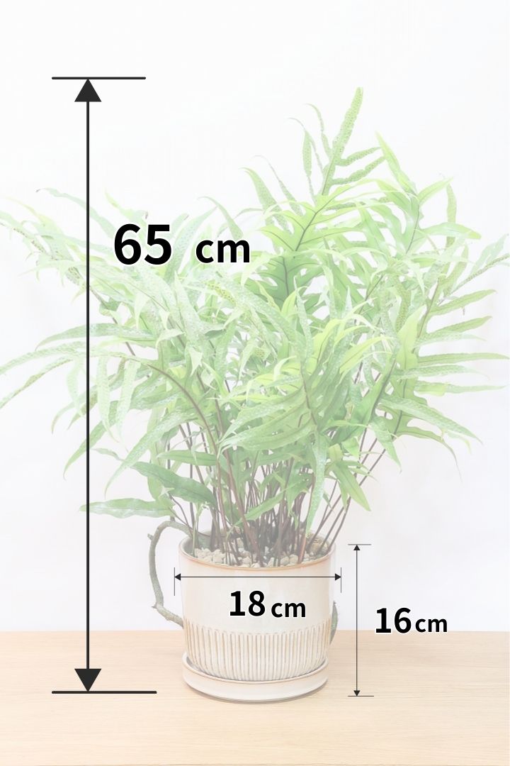 【ミクロソリウム ディベルシフォリウム】日陰でも育てることができるとても丈夫な観葉植物です！