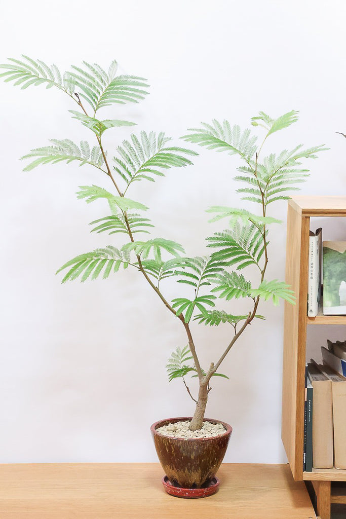 エバーフレッシュ2.0メートル エバーフレッシュ180cm | ARHI design STORE