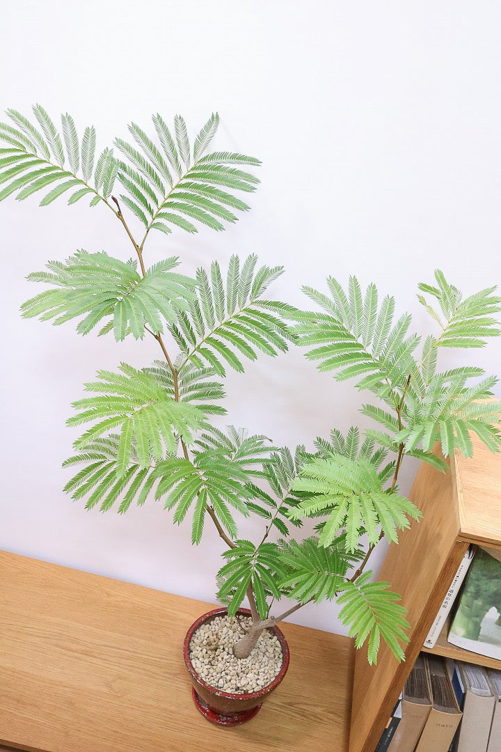 【エバーフレッシュ】シンプルでスタイリッシュ！POTとのバランスは最高だと思いますよ！