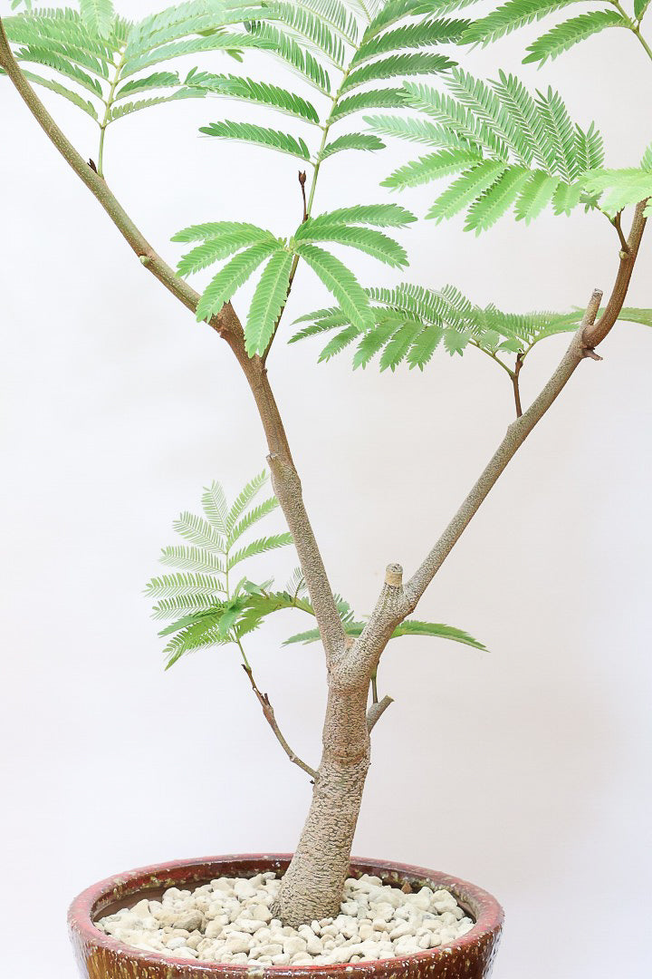 【エバーフレッシュ】シンプルでスタイリッシュ！POTとのバランスは最高だと思いますよ！