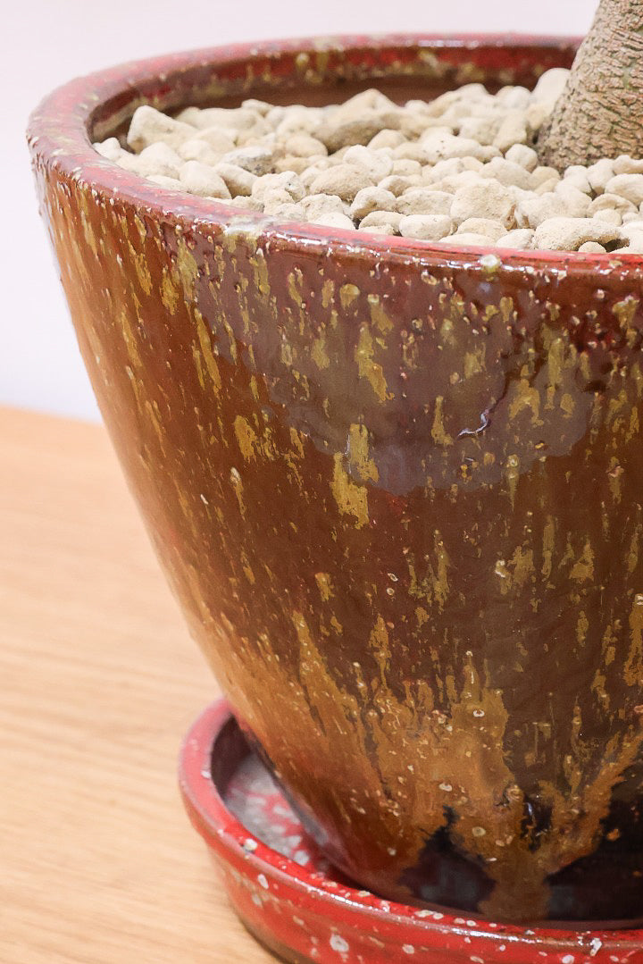 エバーフレッシュRBR60922| 観葉植物の通信販売 | APEGO(アペーゴ)