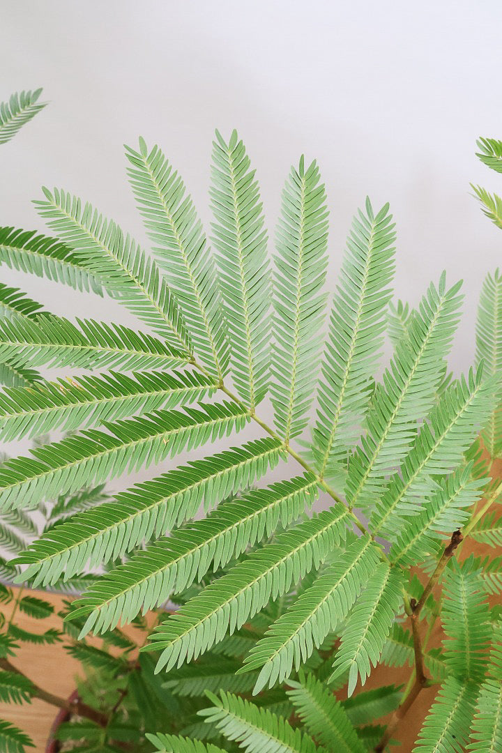 【エバーフレッシュ】シンプルでスタイリッシュ！POTとのバランスは最高だと思いますよ！