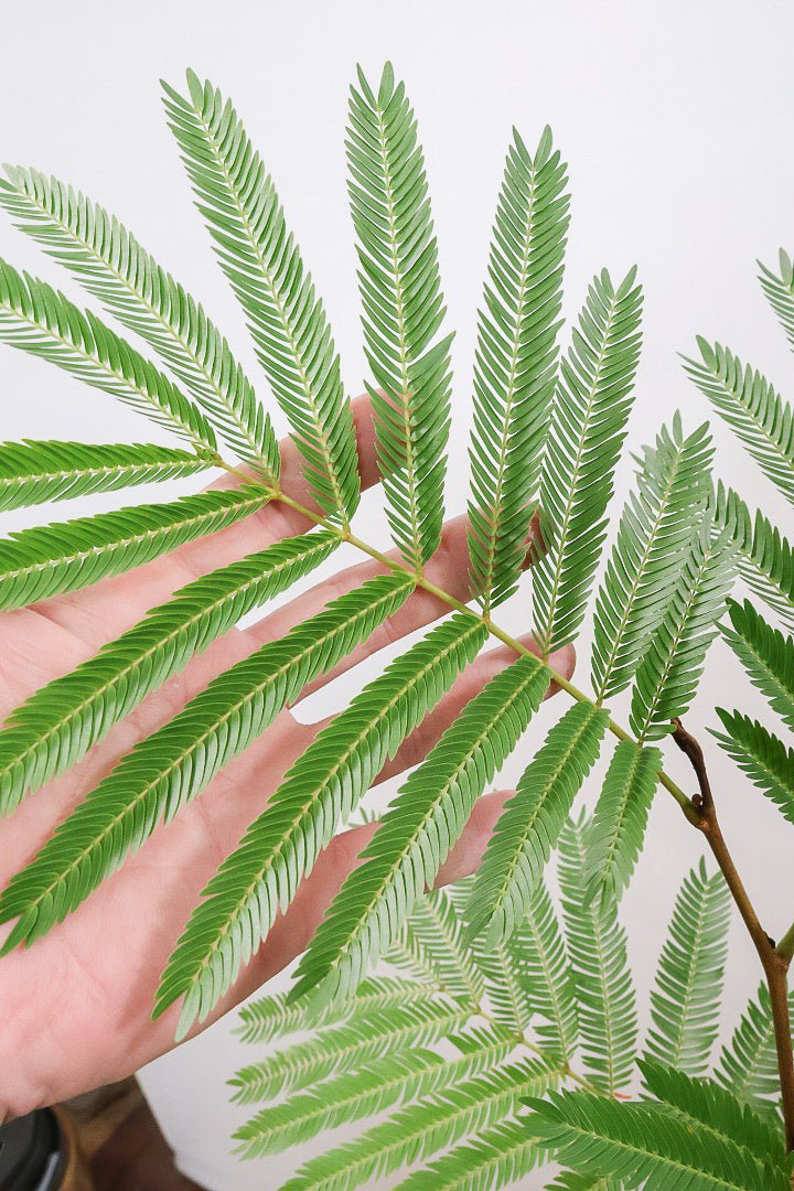 【エバーフレッシュ】シンプルでスタイリッシュ！POTとのバランスは最高だと思いますよ！