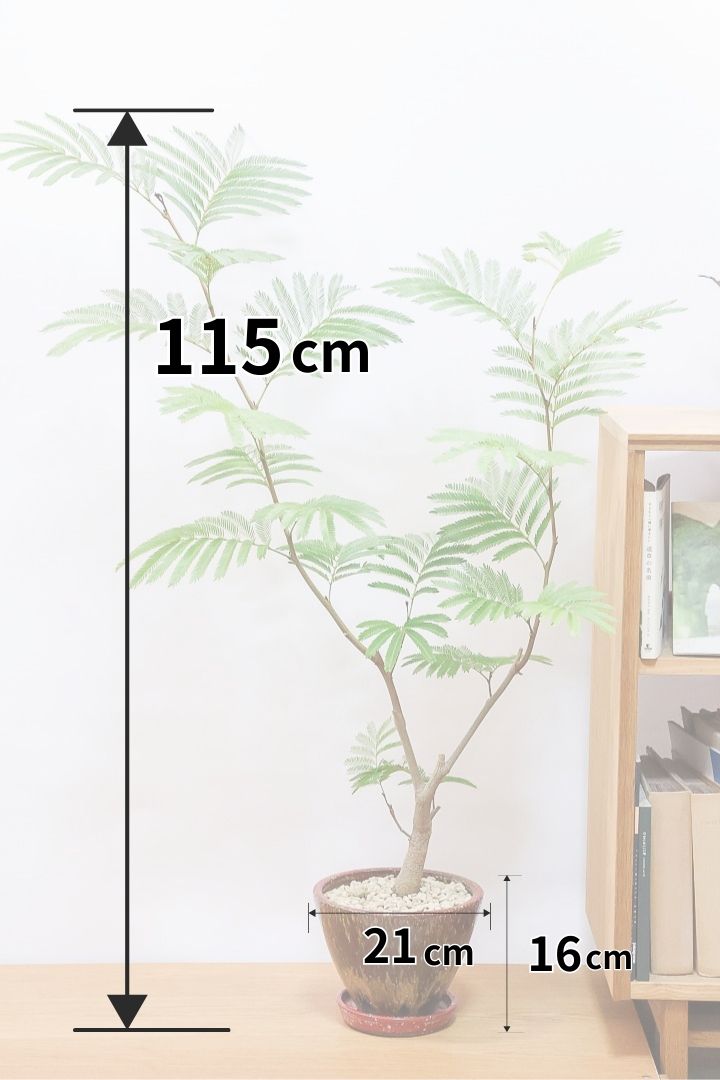 【エバーフレッシュ】シンプルでスタイリッシュ！POTとのバランスは最高だと思いますよ！