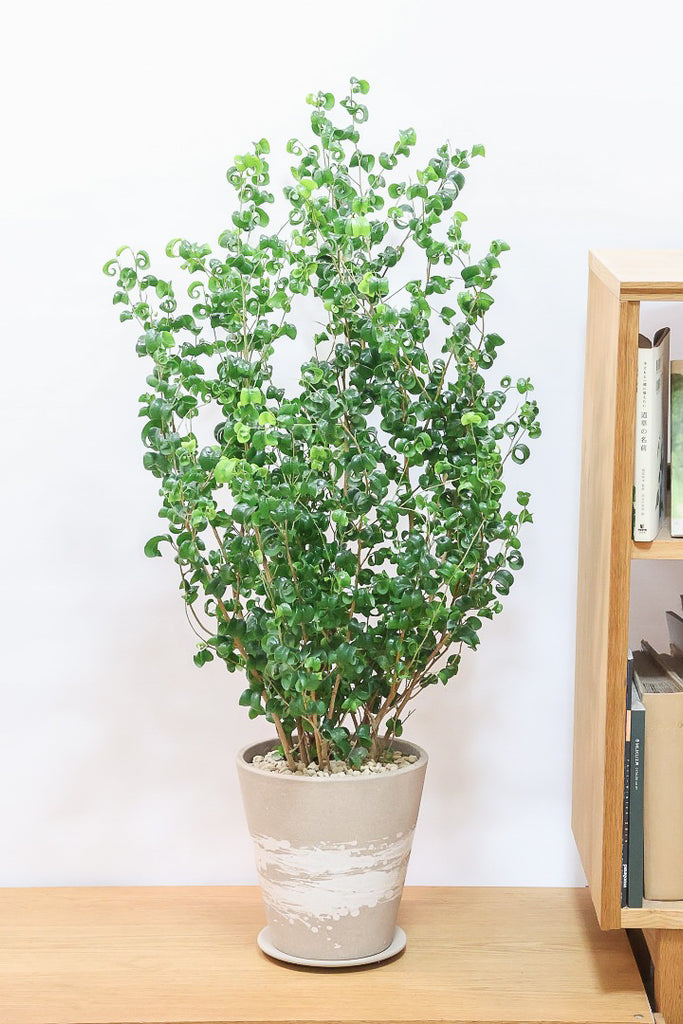 ベンジャミン バロックBR60923| 観葉植物の通信販売 | APEGO(アペーゴ)