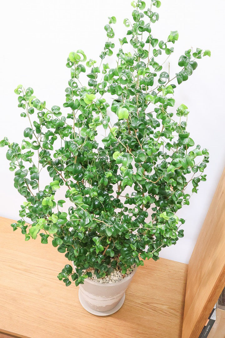 ベンジャミン バロックBR60923| 観葉植物の通信販売 | APEGO(アペーゴ)