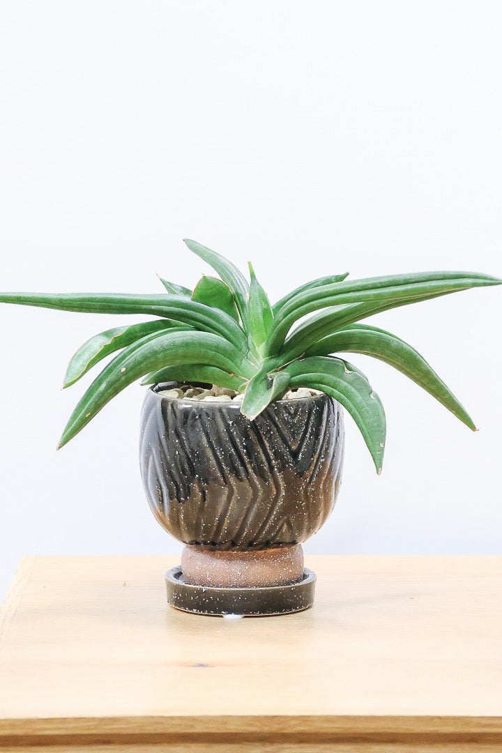 【サンスベリア パテンス】久々の入荷！子株もたくさん出てきていますので、今後の生長が楽しみ！個性的なフォルムが素敵！