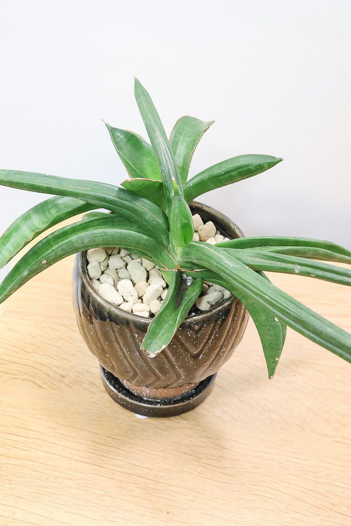 【サンスベリア パテンス】久々の入荷！子株もたくさん出てきていますので、今後の生長が楽しみ！個性的なフォルムが素敵！