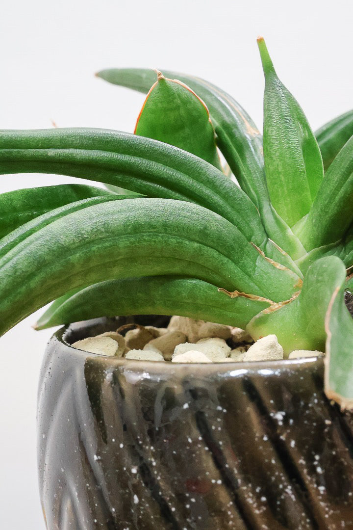 【サンスベリア パテンス】久々の入荷！子株もたくさん出てきていますので、今後の生長が楽しみ！個性的なフォルムが素敵！