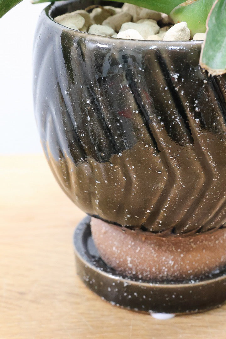 【サンスベリア パテンス】久々の入荷！子株もたくさん出てきていますので、今後の生長が楽しみ！個性的なフォルムが素敵！