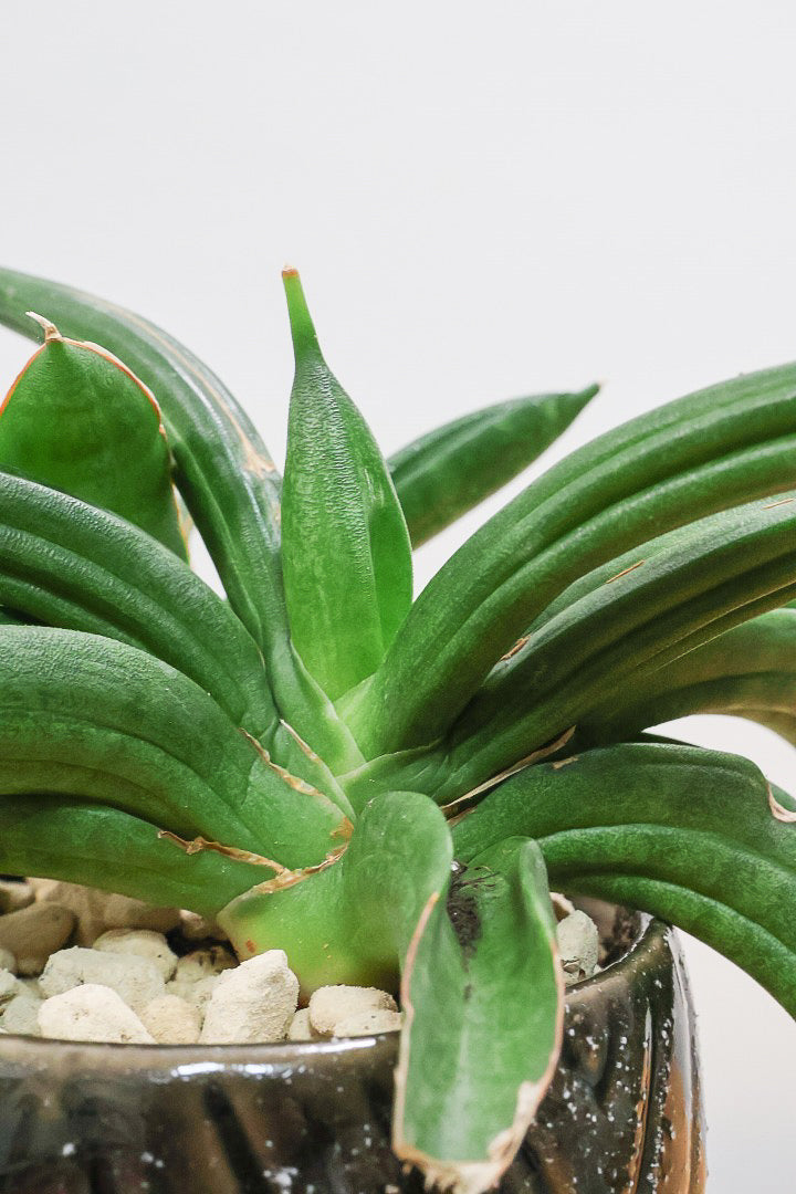 【サンスベリア パテンス】久々の入荷！子株もたくさん出てきていますので、今後の生長が楽しみ！個性的なフォルムが素敵！