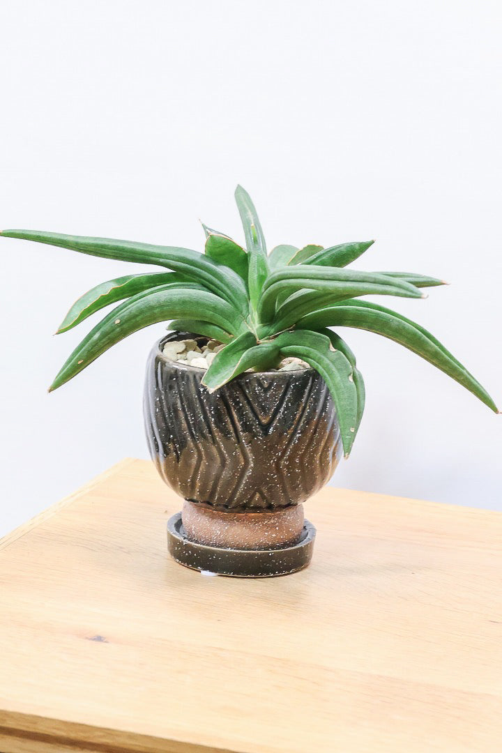 サンスベリア パテンスK60926| 観葉植物の通信販売 | APEGO(アペーゴ)