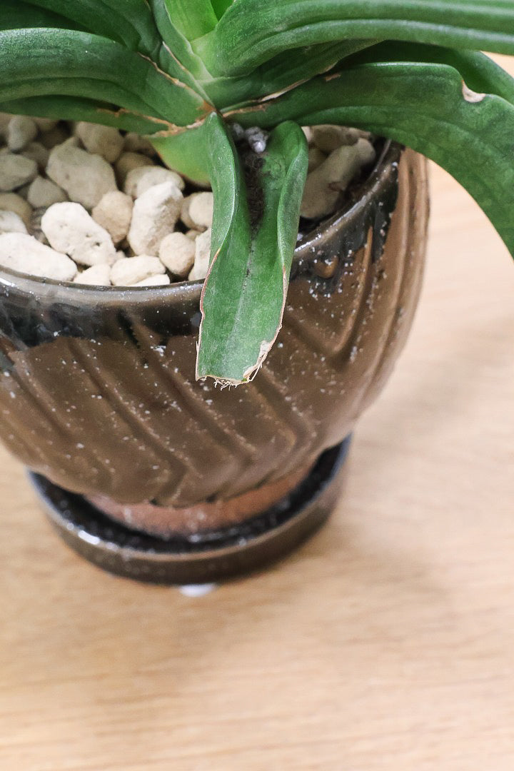 【サンスベリア パテンス】久々の入荷！子株もたくさん出てきていますので、今後の生長が楽しみ！個性的なフォルムが素敵！