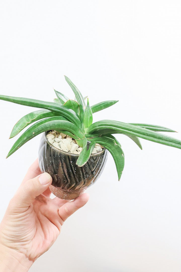 【サンスベリア パテンス】久々の入荷！子株もたくさん出てきていますので、今後の生長が楽しみ！個性的なフォルムが素敵！