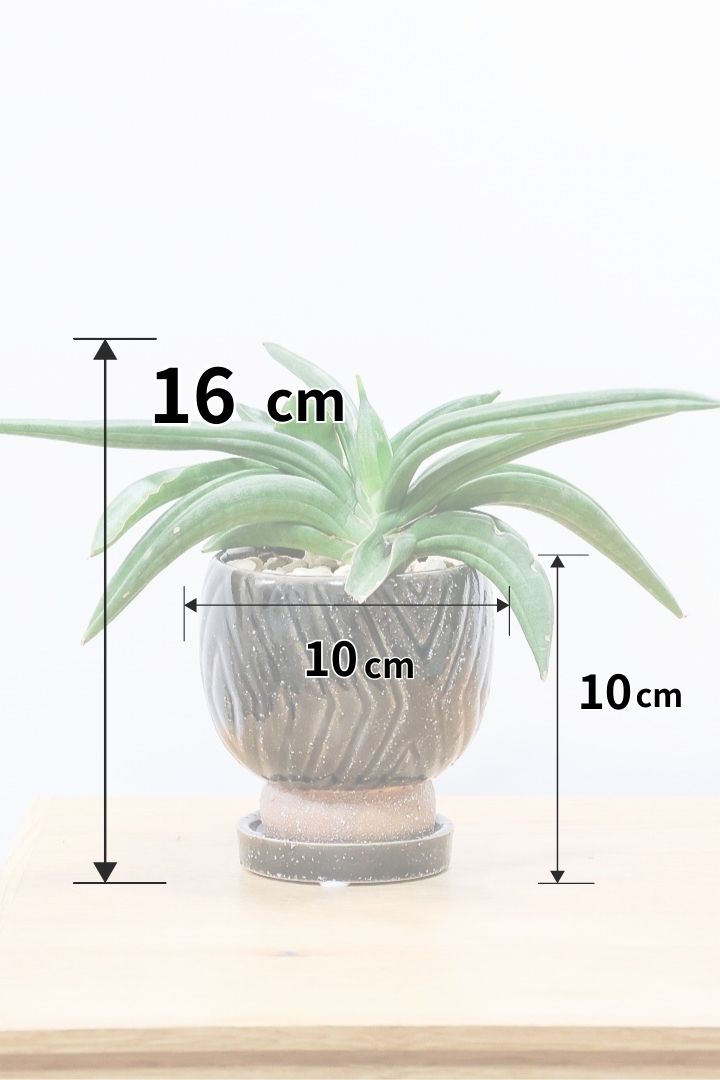 【サンスベリア パテンス】久々の入荷！子株もたくさん出てきていますので、今後の生長が楽しみ！個性的なフォルムが素敵！