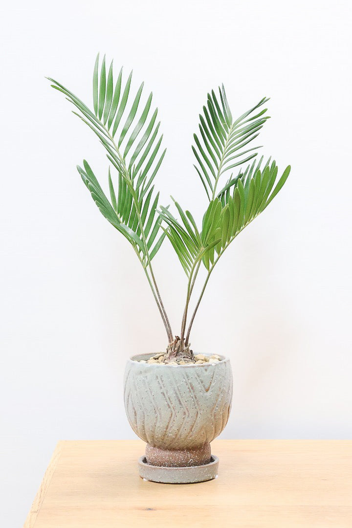 【ザミア フロリダーナ】沖縄で生産されました！このサイズはあまり見かけないので、ぜひともご検討ください！