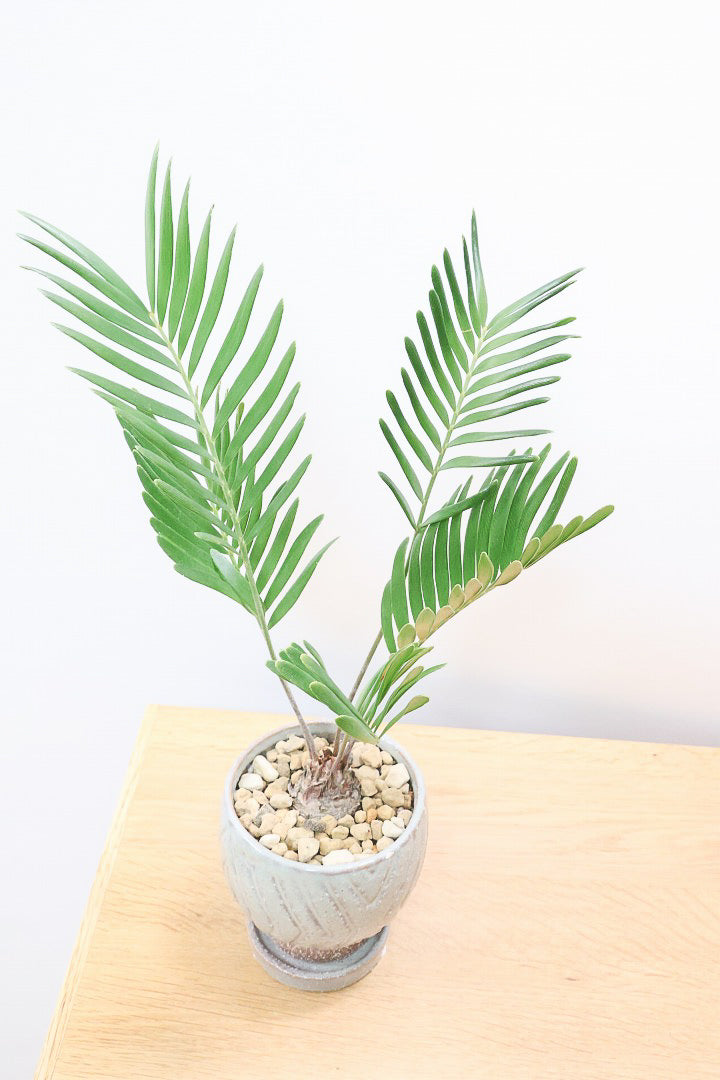 【ザミア フロリダーナ】沖縄で生産されました！このサイズはあまり見かけないので、ぜひともご検討ください！