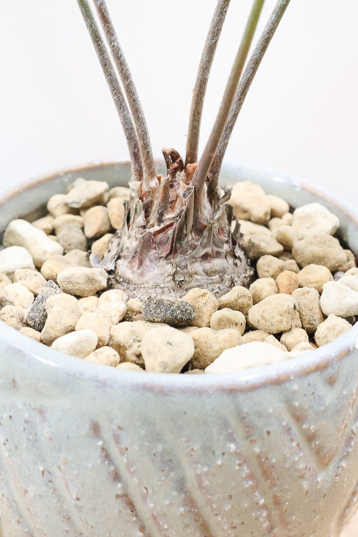 【ザミア フロリダーナ】沖縄で生産されました！このサイズはあまり見かけないので、ぜひともご検討ください！